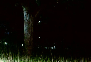 夜の暗闇では視界も限られます