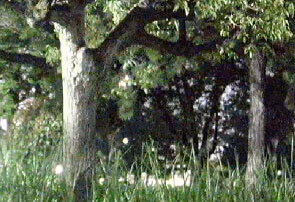 ナイトビジョンシステムは駐車中夜間でも状況を鮮明に記録できます